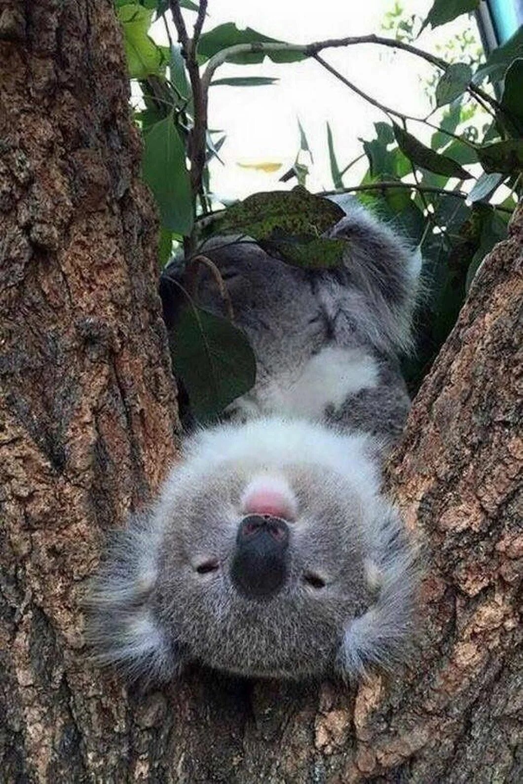 Коала. Милые коалы. Смешная коала. Сколько спят коалы
