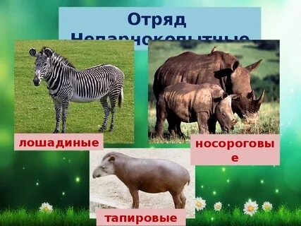 Представители непарнокопытных