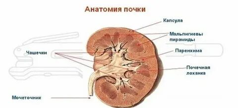 Чашечки почек расширены
