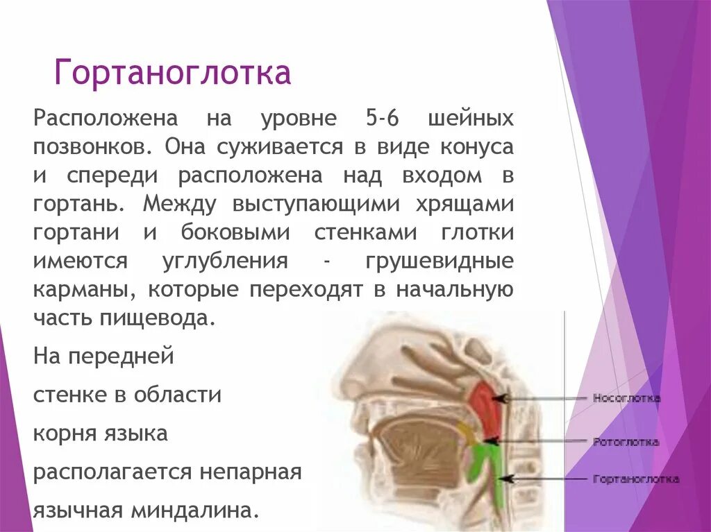 Глотка сообщение. Носоглотка ротоглотка гортаноглотка. Функции гортаноглотки. Гортаноглотка анатомия. Воспаление гортаноглотки.