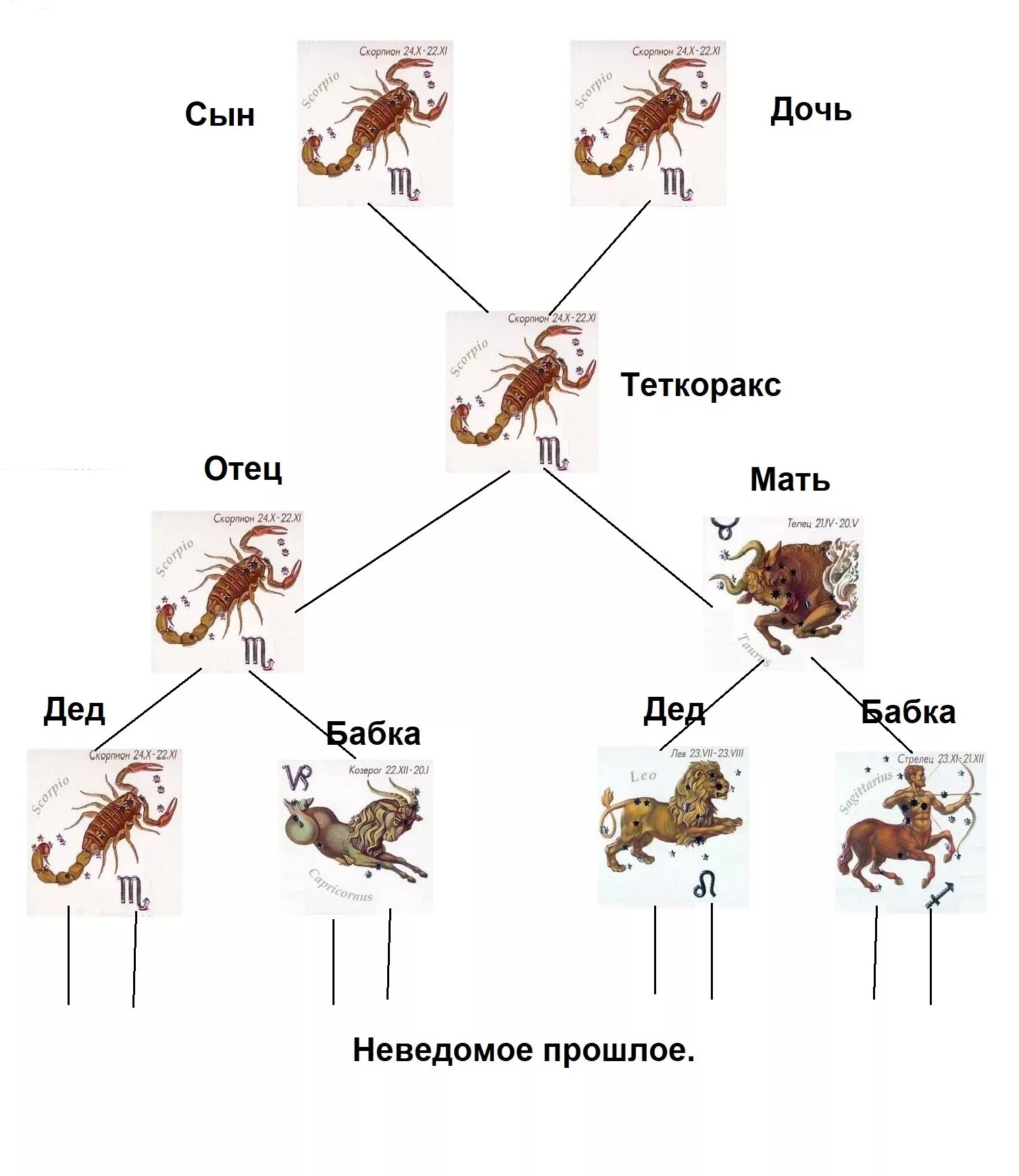Телец и Скорпион. Мама Козерог папа Лев. Сын Скорпион мама Стрелец. Отец Скорпион.