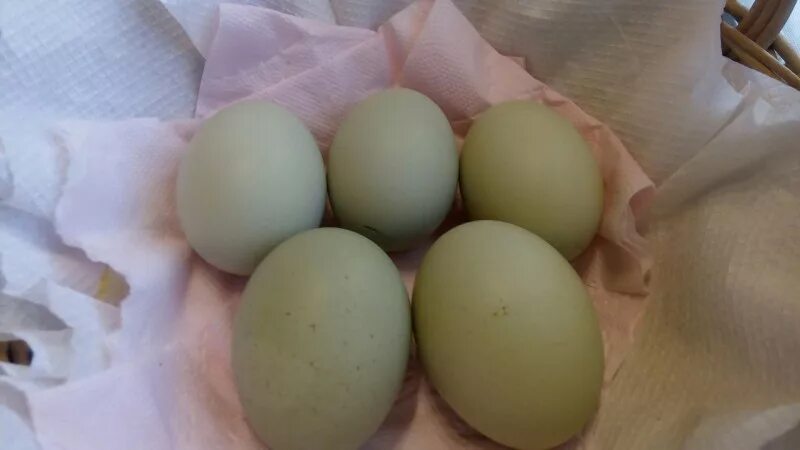 Белые куры несут белые яйца. Яйцо Льюянг. Куры Льюянг яйца. Фисташковые яйца. Зелёные куриные яйца.