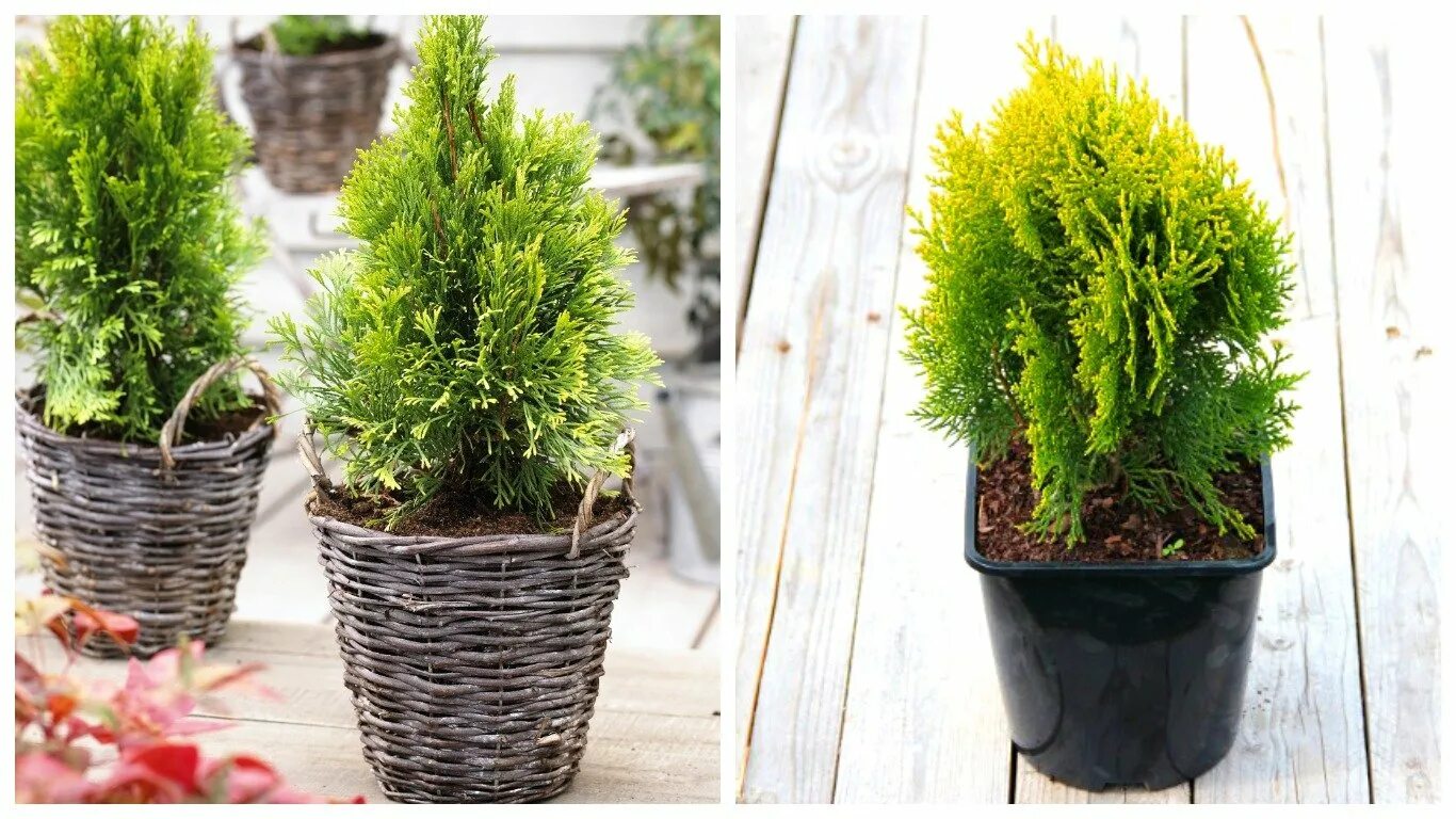 Как сохранить туи. Туя кипарисовик. Кипарис вечнозеленый (Cupressus sempervirens). Хвойник Купрессус. Кипарис Голдкрест Вилма.