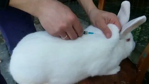 Правильно выбрать кролика