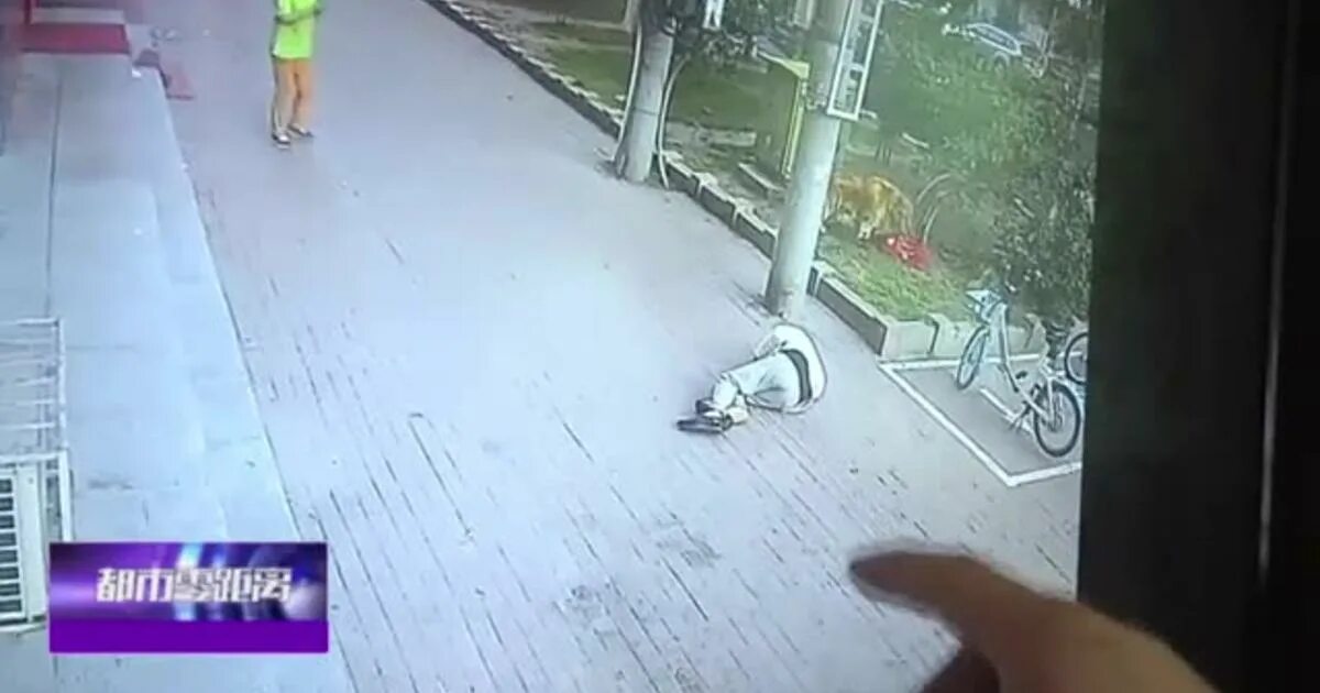 Упавший кот. Кот спрыгнул с балкона. кот разбился с балкона.