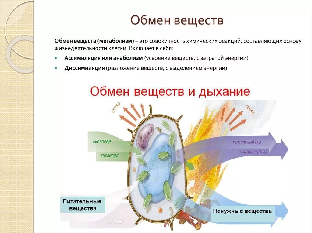 Как работает обмен веществ. Схема обмена веществ в клетке. жизнедеятельность клетки обмен веществ клетки. схему обмена веществ клетки биология. обмен веществ определение 8 класс.