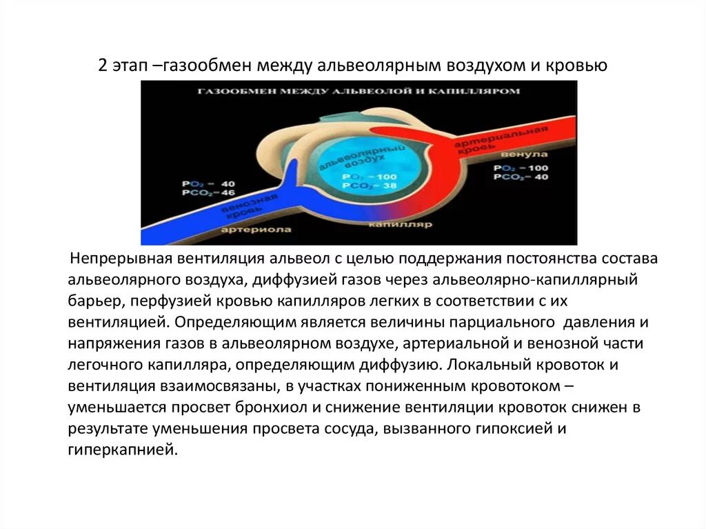 Обмен газов между легочным воздухом и. Нарушение перфузии газов через альвеолярно-капиллярный барьер. Альвеолярный капиллярный барьер механизм. Механизм обмена газов между альвеолярным воздухом и кровью. Механизм газообмена между альвеолярным воздухом и кровью.