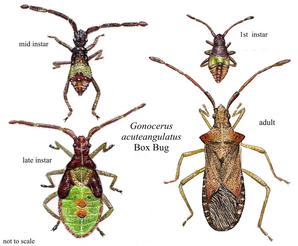 Box bug. Gonocerus acuteangulatus. личинка hemiptera. hemiptera представители. scientific morphology of shield bugs.