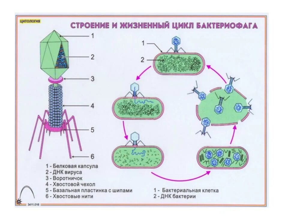 Какого строение бактериофага. Строение вируса бактериофага. литический цикл бактериофага. проникновение бактериофага в клетку бактерии. бактериофаг строение бактериофага.