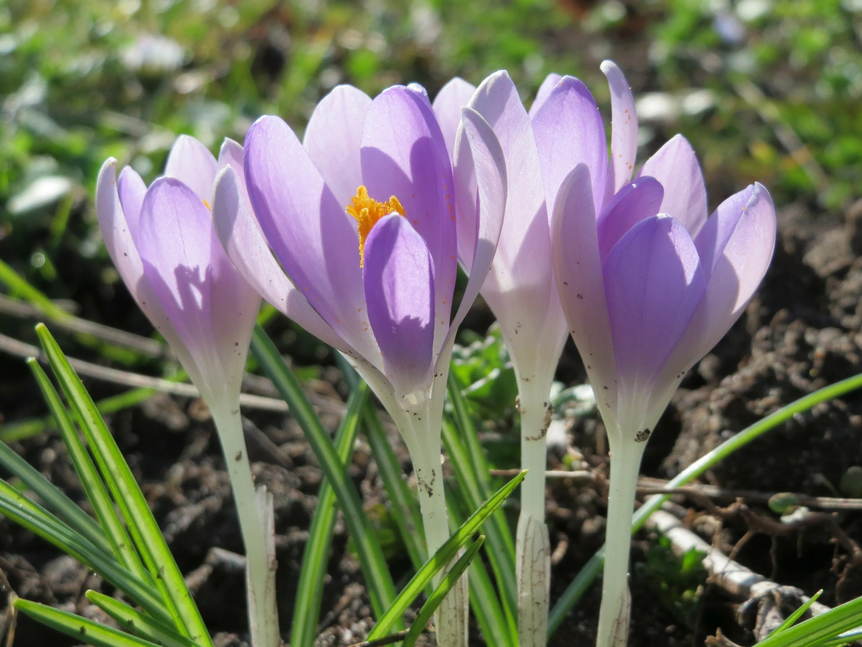 Крокус азиаты. Crocus tommasinianus Hummingbird. Крокус Хаммингберд купить.