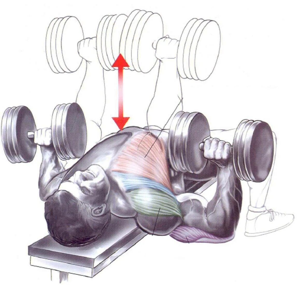 Жим гантелей лежа анатомия. Гантели упражнения на грудные мышцы. Тренировка на грудь с гантелями. Как прокачать грудные мышцы гантелями.