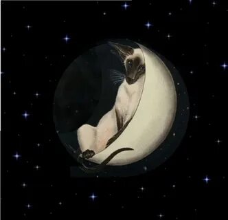 Кошачий месяц