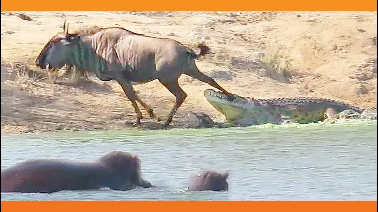 Бегемоты обезьяны кашалоты. Бегемот спасает антилопу. Бегемот спасает антилопу от крокодила.
