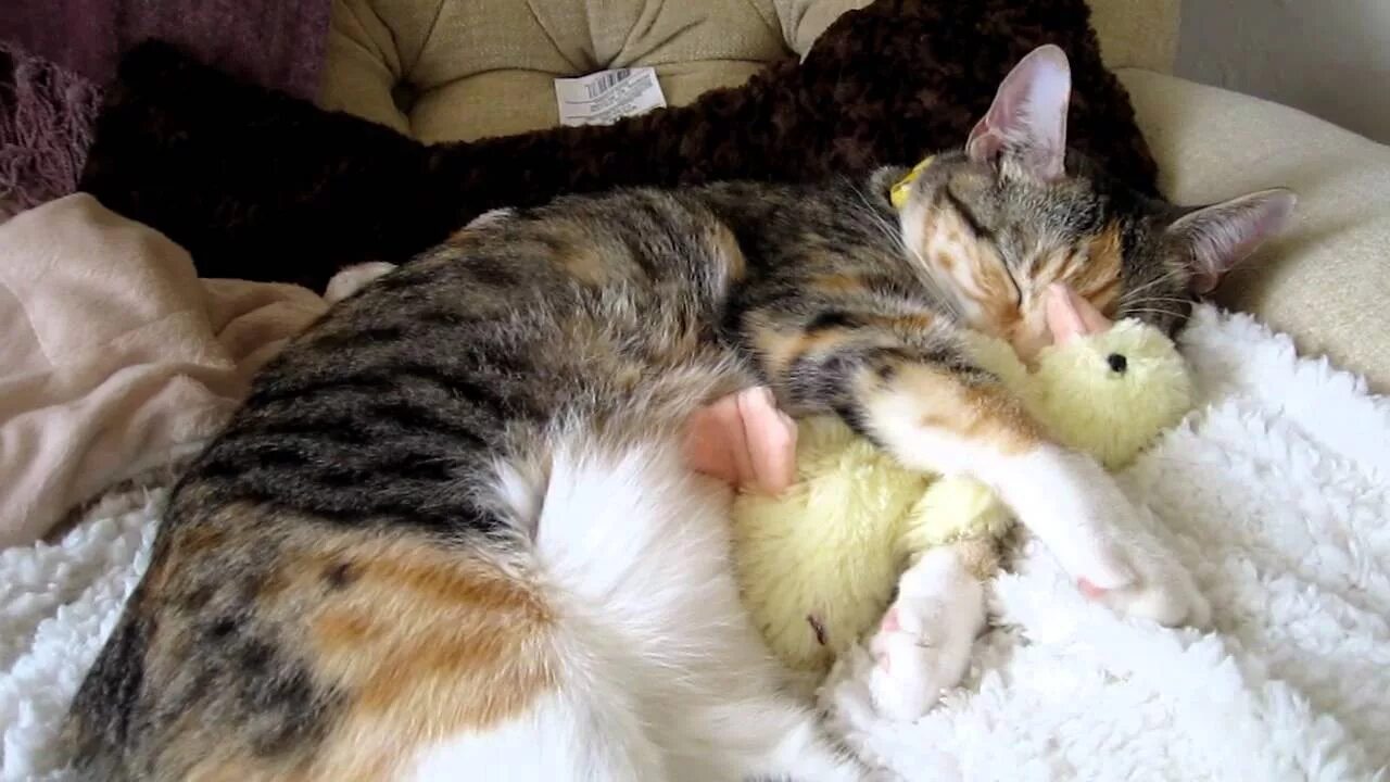 Почему кошка отворачивается