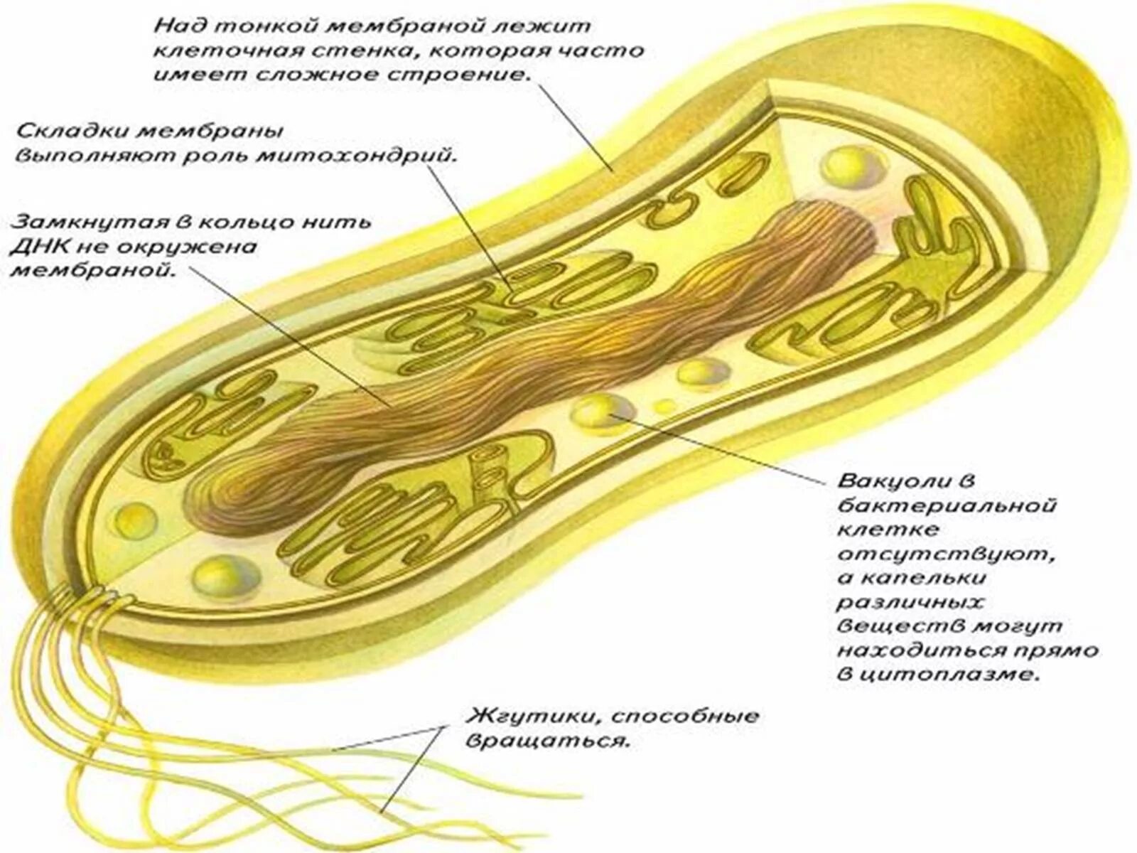 Бактериальная клетка клетка. Строение бактериальной клетки. Схема строения клетки бактерии. Прокариотическая клетка бактерии. Клетка бактерии клеточная мембрана