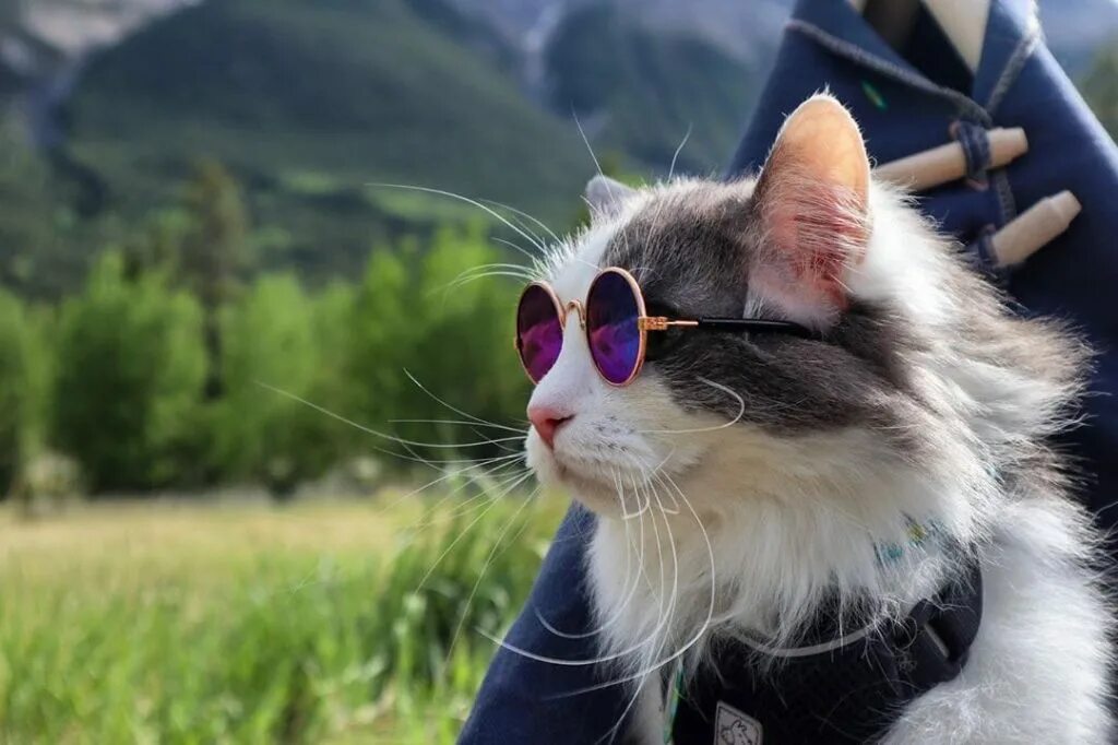 кот блоггер. котик блоггер. кот блоггер. коты блогером. самый популярный кот блоггер в казахстане.