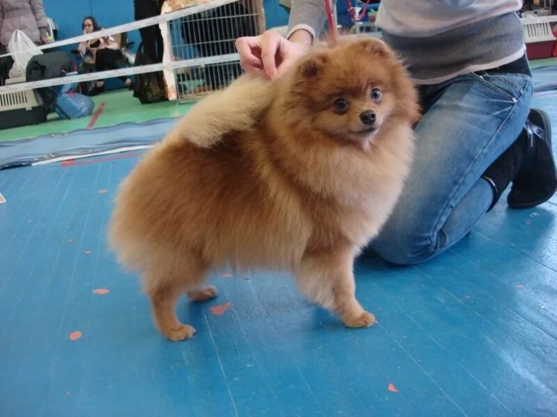 Выставочный малый немецкий шпиц. Шпиц выставка. Выставка шпицев. Собачья выставка. Выставка шпицев.