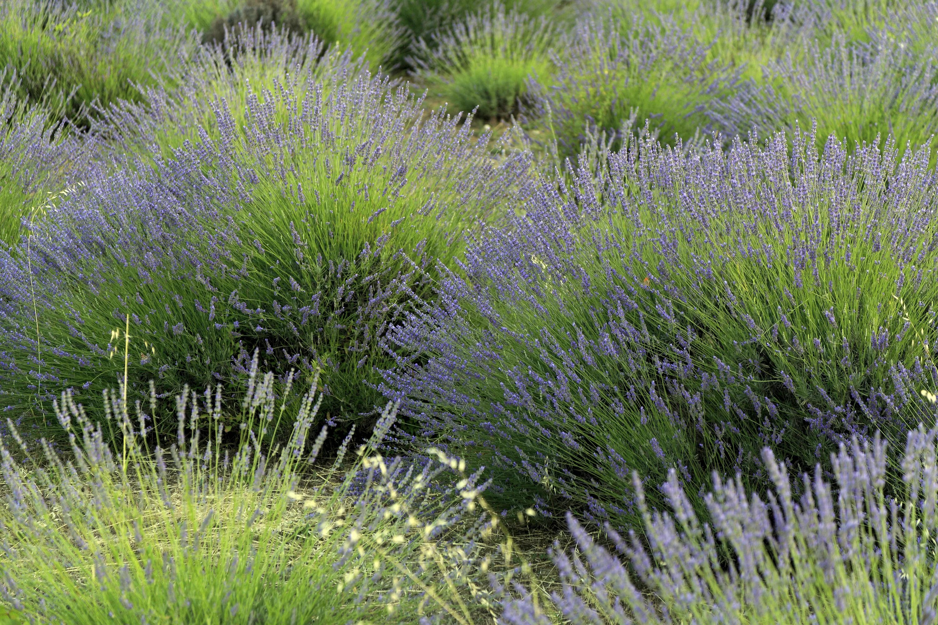 Limonium carolinianum (Carolina Sea Lavender) North Carolina Extension Gardener 