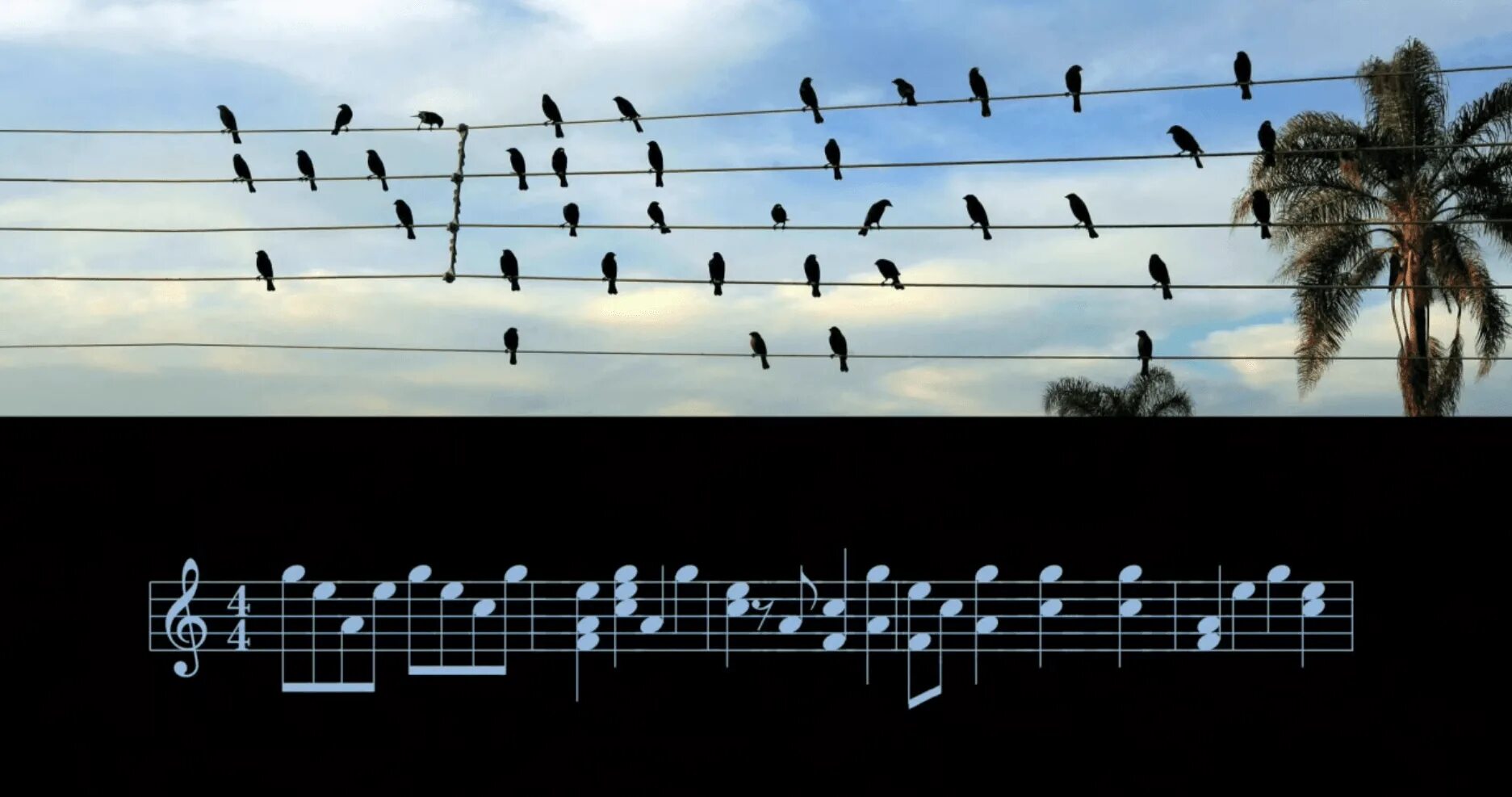 Птички на проводах. Ритм в природе. Птицы сидят на проводах. Ритм музыкальный. Возвращаются птицы песни