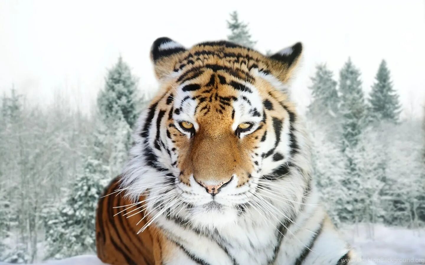 Уссурийский тигр. Амурский сибирский тигр. Амурский тигр белый уссурийский. Тигр зимой. Тигр дальневосточный амурский.