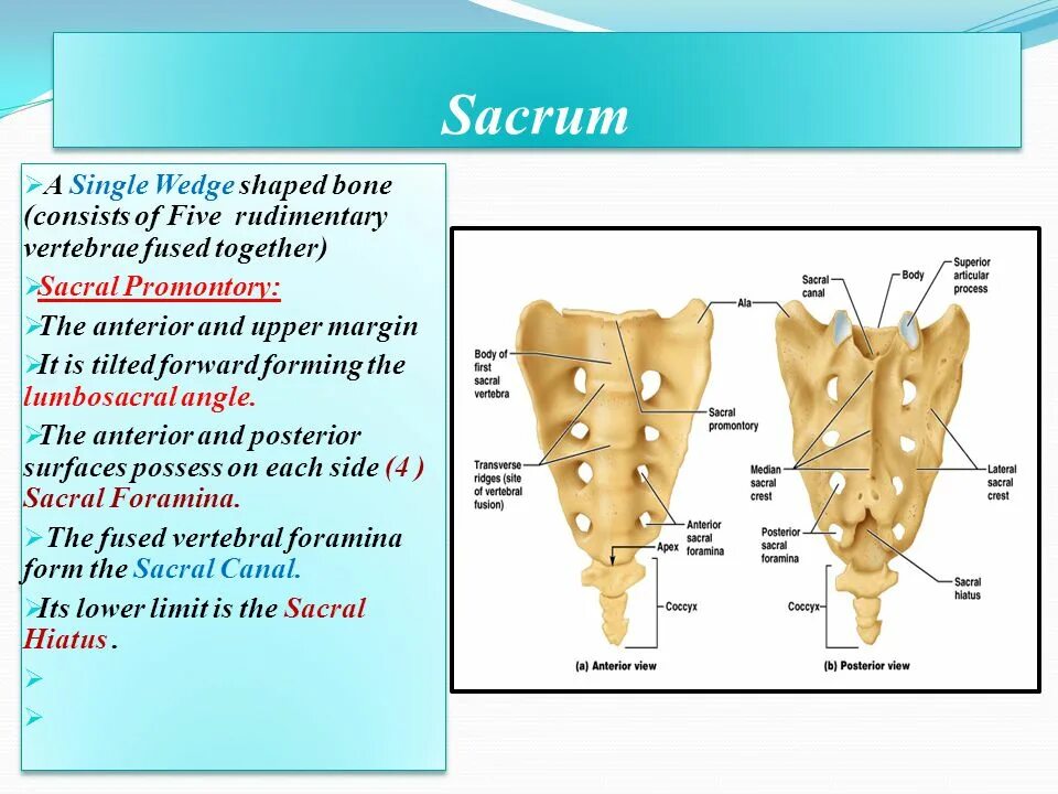 Bone bone shape. Sacrum. sacral promontory. sacrum словарная форма. wedge-shaped.