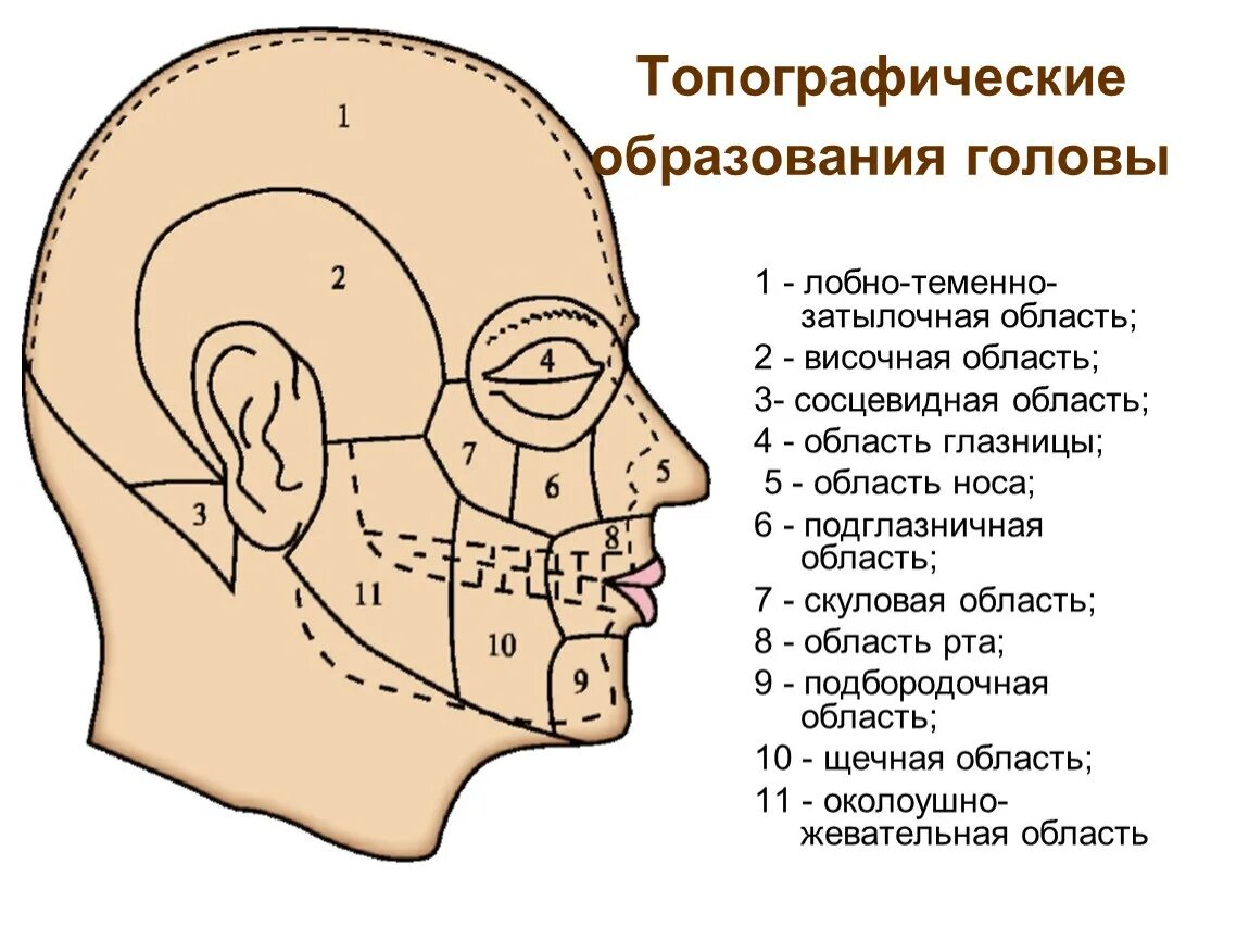 Лобно теменно затылочная область и височная область. Топографическая анатомия лобно-теменно-затылочной области головы. Строение лица человека сбоку.