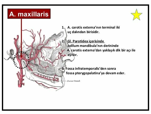 A maxillaris. Arteria maxillaris схема. Arteria maxillaris ветви. Arteria maxillaris отделы. A maxillaris ветви.