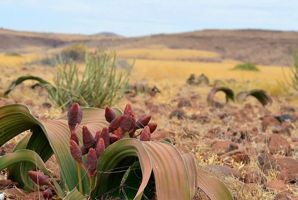 Голосеменные вельвичия удивительная. Вельвичия удивительная голосеменное растение. Вельвичия удивительноле. Голосеменное растение растет в пустыне. Вельвичия это голосеменное растение.