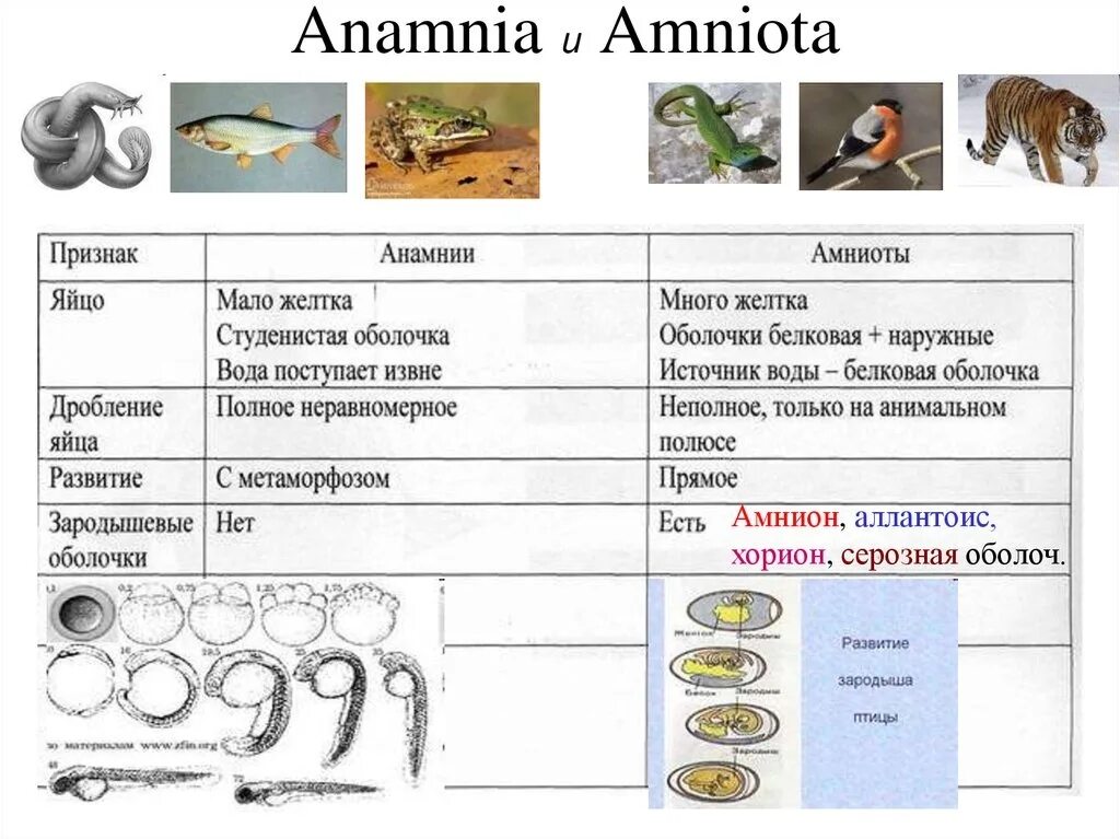 Биология тест тип хордовые. Анамнии рыбы земноводные. Анамнии строение. Сравнительная характеристика анамний и амниот. Строение яйца амниот.