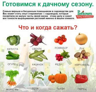 Какие овощи любят
