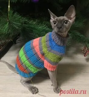 Как связать кофту коту