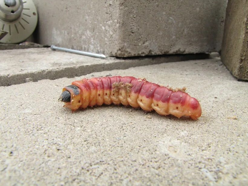 белокрылка личинки гусеница. ларва гусеница. личинка дождевого червя. многоножки кольчатые черви?. черви гусеницы.