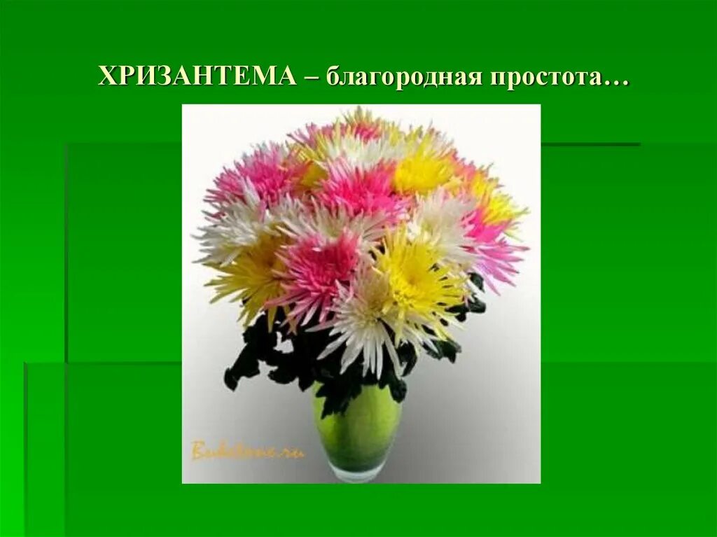 Легенда о хризантеме. Рассказ о осенних цветах. Родина хризантемы. Хризантема на языке цветов. Золотая хризантема символ японии.