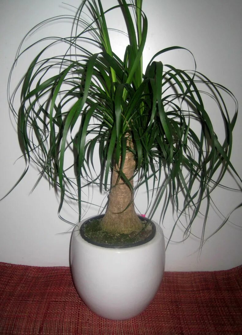 Бутылочное дерево в домашних условиях
