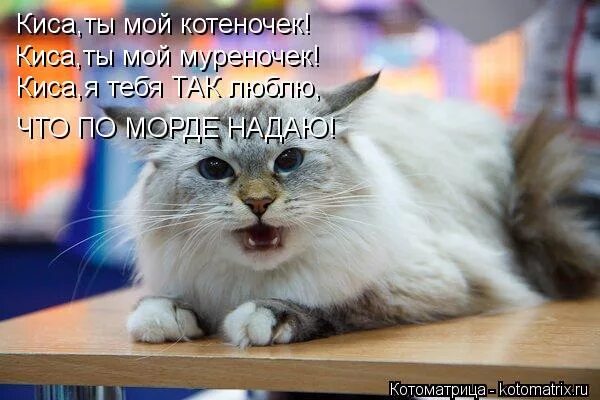 Я люблю кису. Ты мой котеночек. Я киса. Ты киса.