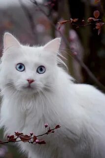 Красивая белая кошечка