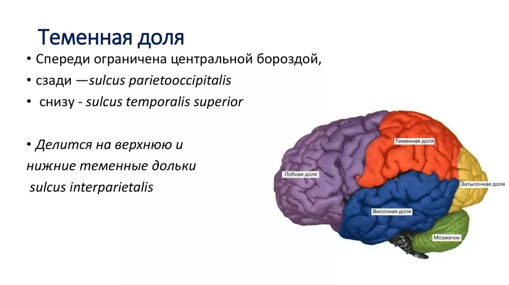 Анатомия теменной доли головного мозга. Темная Толя головного мозга.