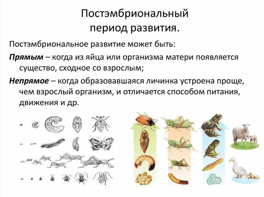 Назовите типы развития животных. Схема постэмбрионального развития. стадии постэмбрионального развития насекомого. постэмбриональное развитие птиц.