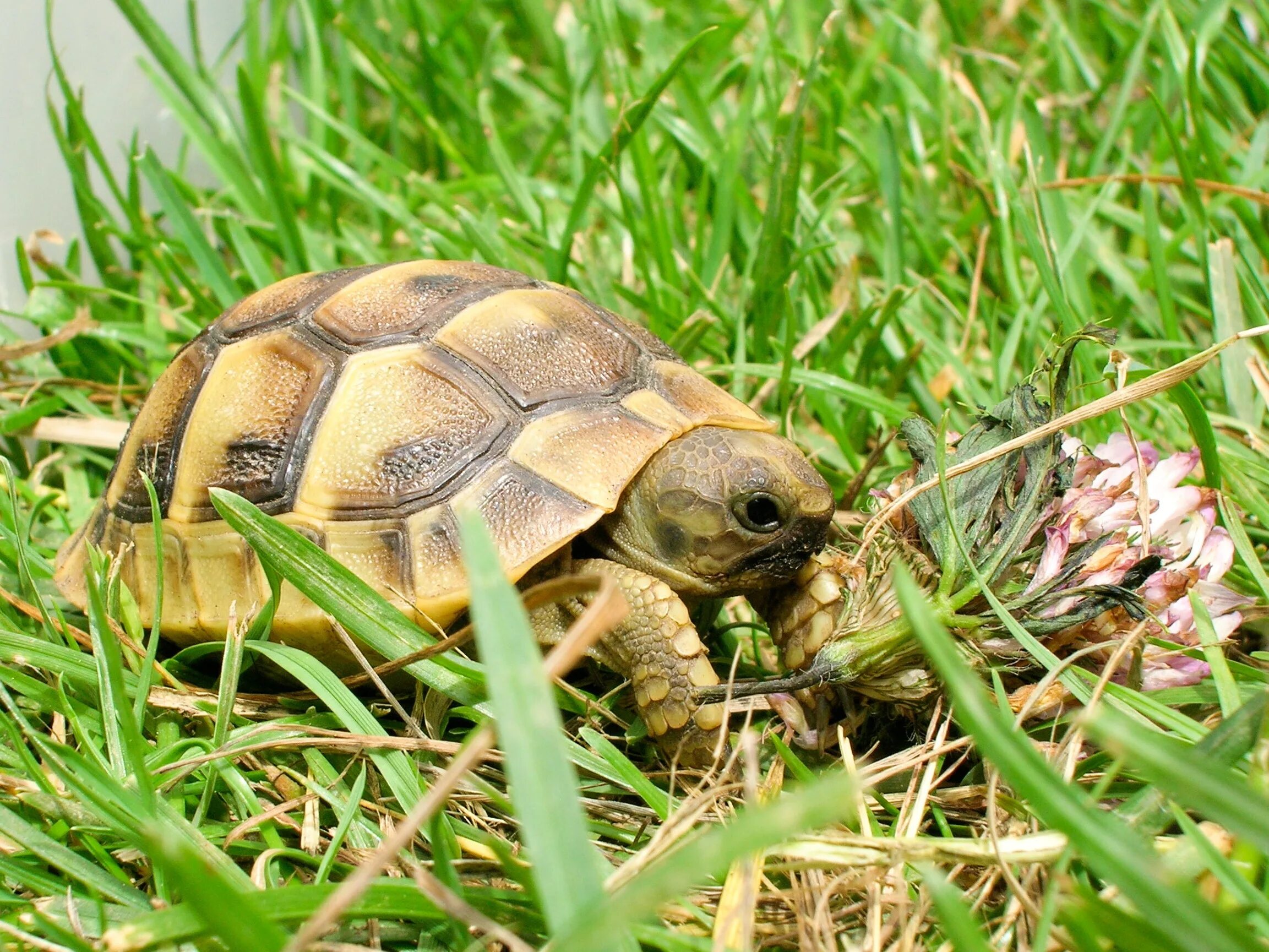 Turtle x. Среднеазиатская черепаха. Окаймлённая сухопутная черепаха. Среднеазиатская черепаха позвоночная?. Длиннохвостая черепаха сухопутная.