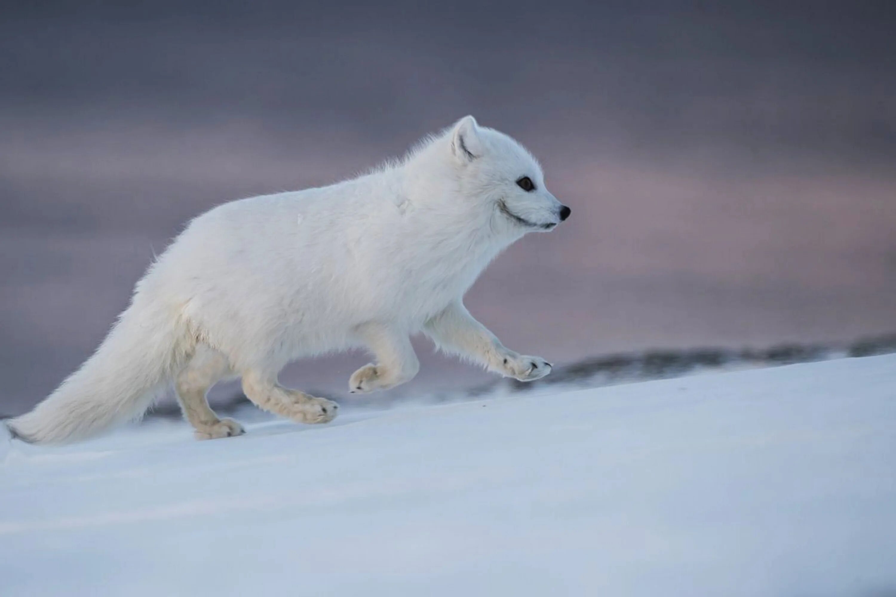 Какой зоне водятся белые медведи песцы лемминги. Полярная лисица песец. Песец в Арктике. Полярный песец Арктики. Арктические пустыни песец.