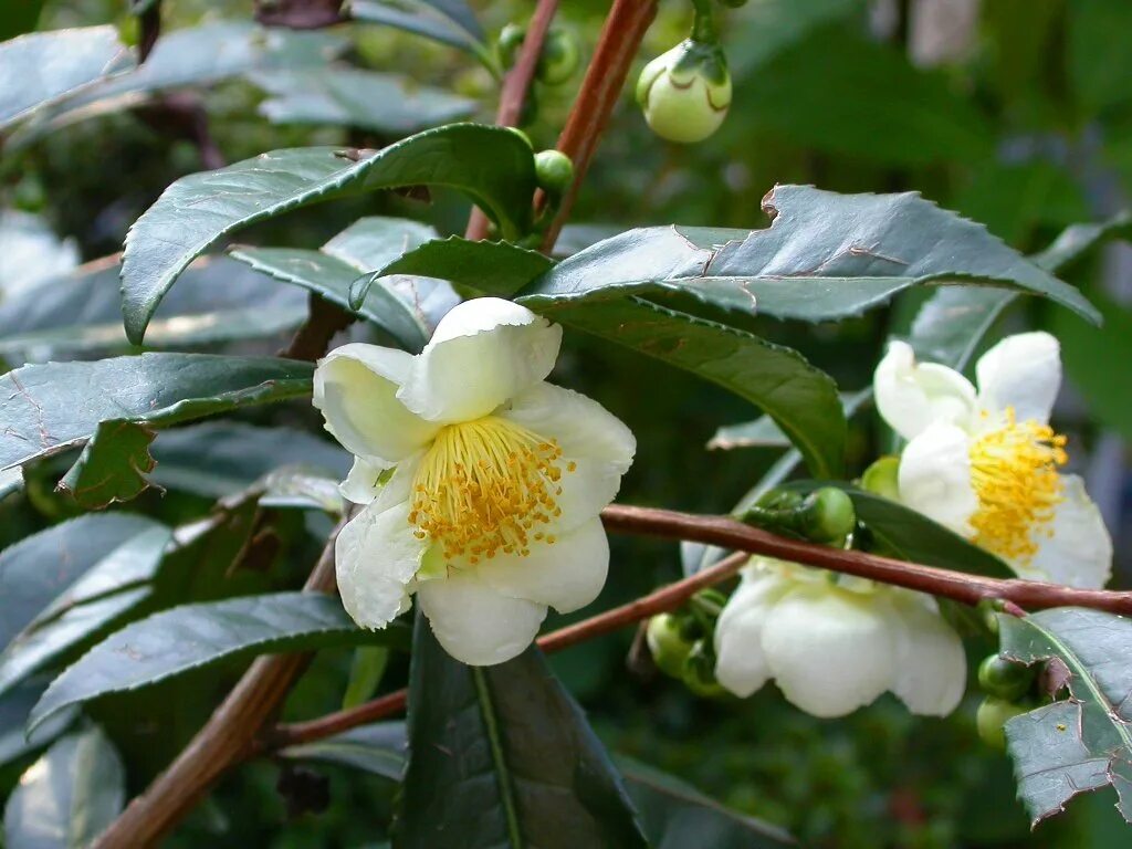 Чайный куст китайская камелия. Camellia sinensis – sinensis куст. Camellia sinensis плантация. Куст чая. Camellia sinensis листья.