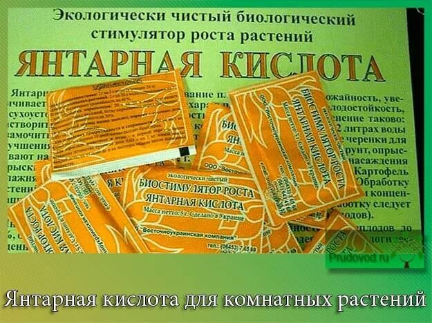 Янтарная кислота для растений. Янтарная кислота для цветов комнатных. Янтарная кислота порошок для растений. Янтарная кислота для герани. Кислота стимулятор роста