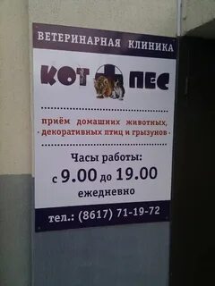 Пес и кот георгиевск