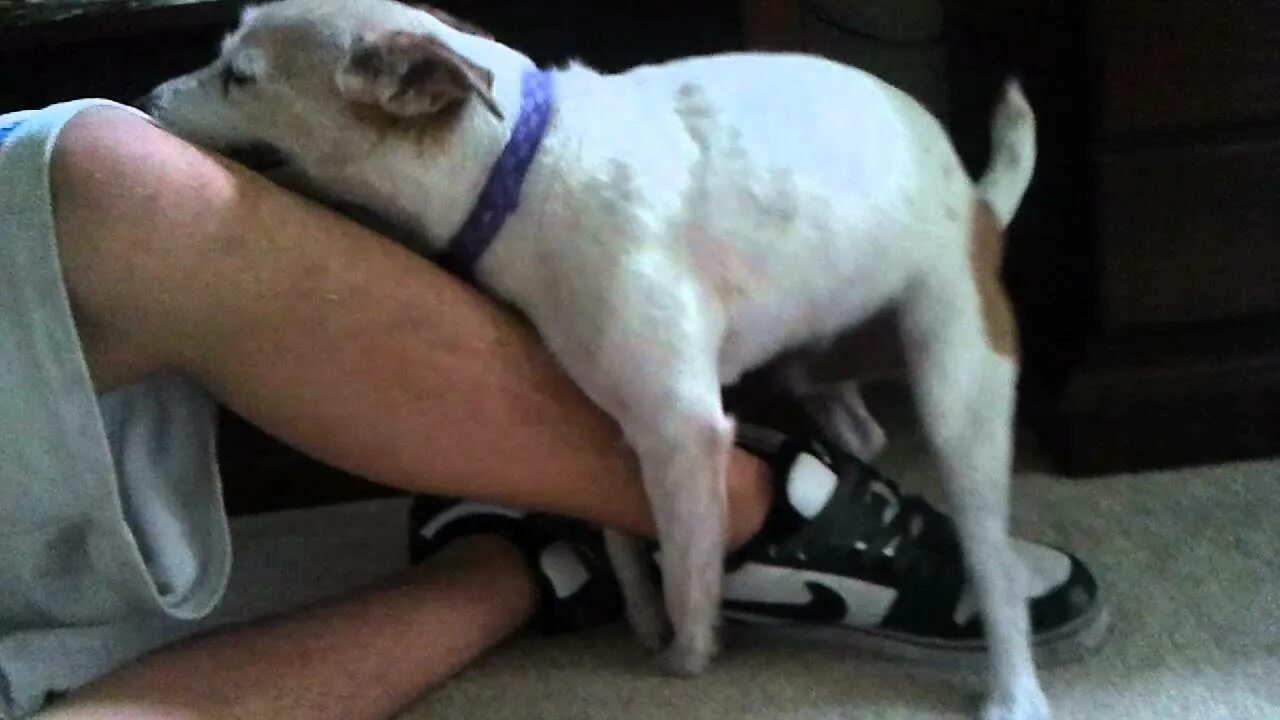 Хорни гиф. Girl humped dog. Dog humps girl. Dog humping. Humping dog shoes.