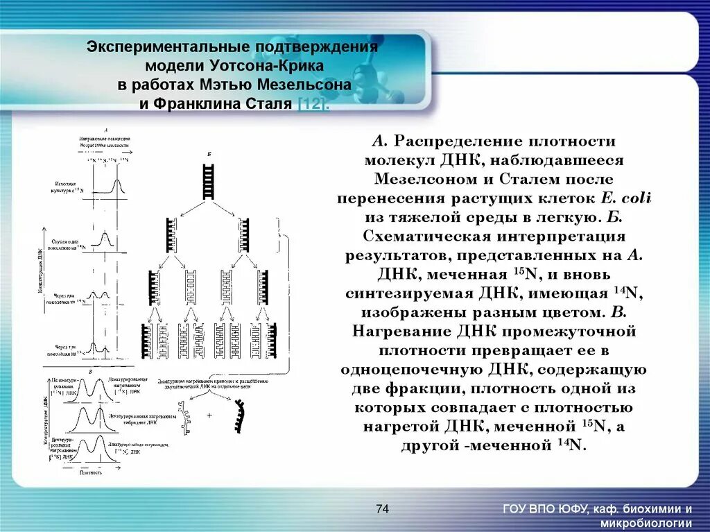 Опыт мезельсона и сталя репликация днк. Сталя. Эксперимент мезельсона и сталя. Сталя. Сталя.