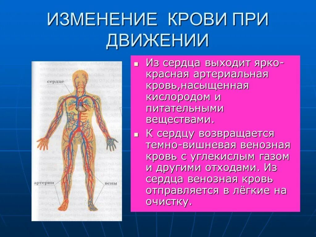 Почему кровь считают. Факты о кровеносной системе. Кровеносная система 3 класс. Кровеносная система 4 класс окружающий мир.