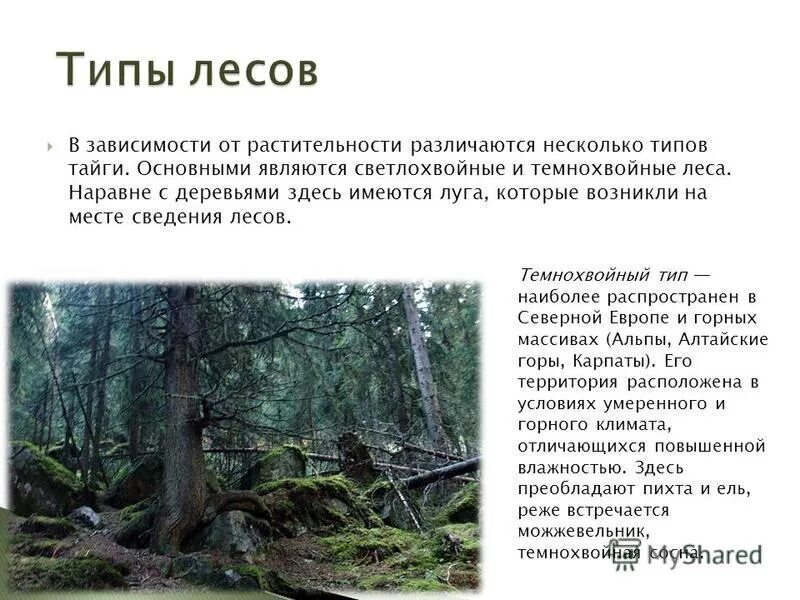 Чем отличается лес от тайги. Чем отличается лес от тайги