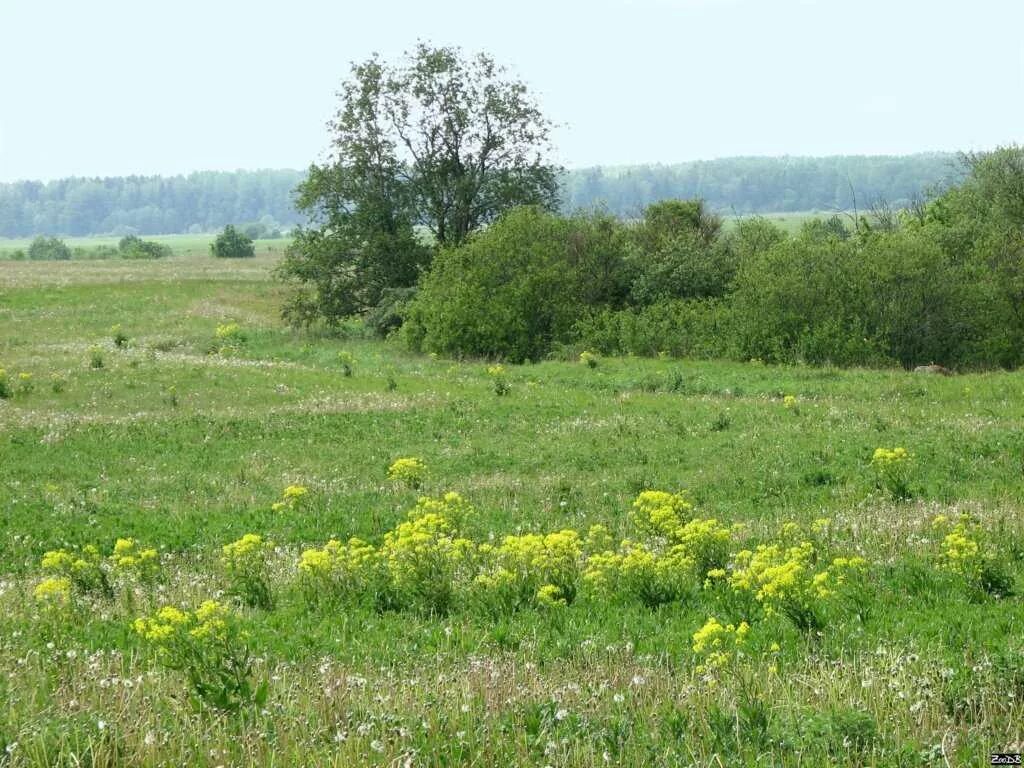 Заросшее поле. Заросший участок. Поле заросшее бурьяном. Поле заросшее кустарником. Поля зарастают лесом