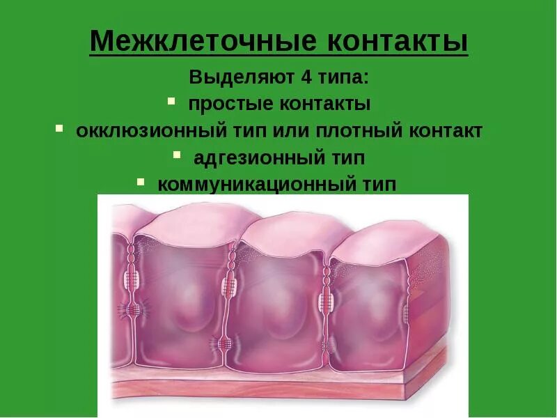Межклеточные соединения интердигитации. Хлами контакты. Типы межклеточных контактов таблица. 660 тртс. Хлами контакты.
