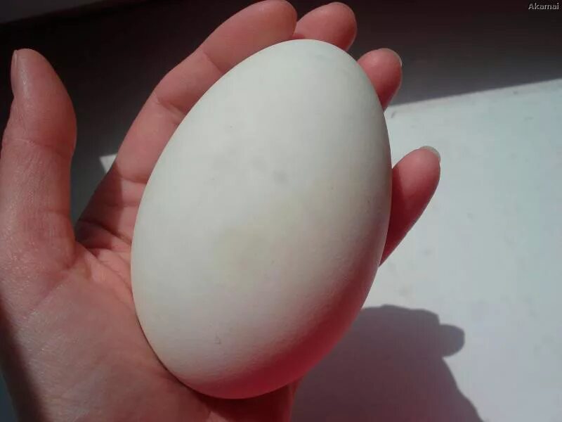 Сколько стоит десяток гусиных яиц. Гусиные яйца. Яйцо гусиное инкубационное. Гусиное и куриное яйцо.
